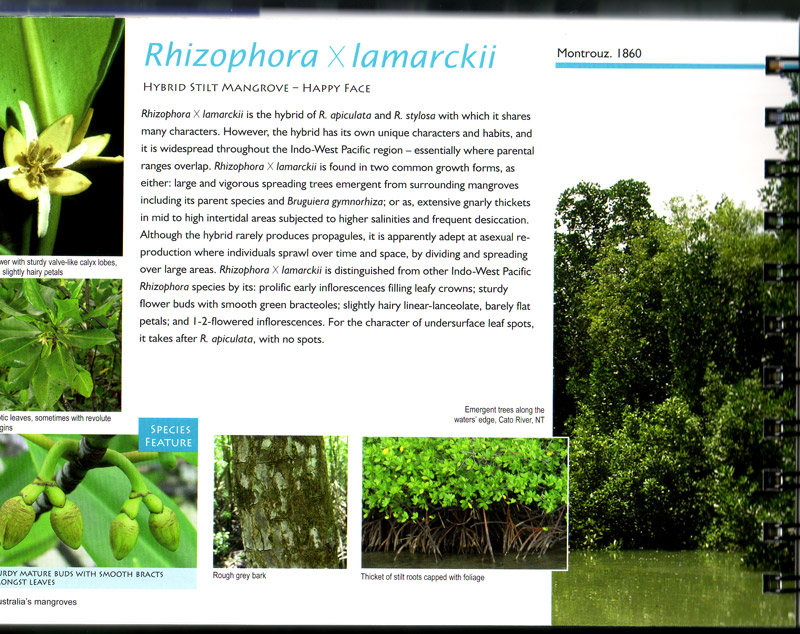 Australias Mangroves - aus dem Buch